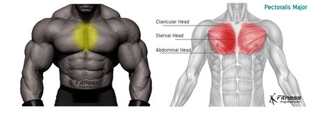 Inner Chest Workout For Size And Maximum Chest Separation