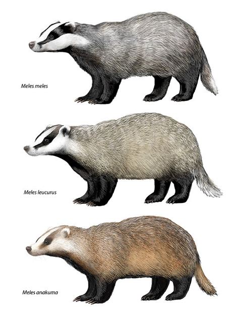 Badger subspecies | Animals wild, Animals, Badger images