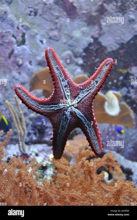 Seestern unter Wasser in einem Aquarium Stock Photo - Alamy