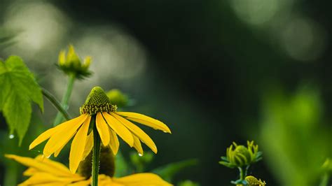 Download Wallpaper 1920x1080 Echinacea Flower Petals Macro Blur