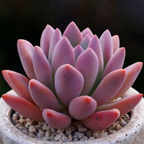 Amazing Succulent Planters Instantly Beautifying Your Home