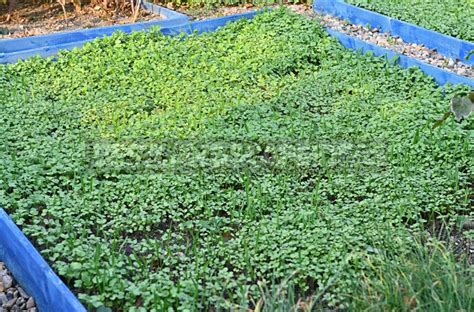Types Of Green Manures Their Use And Timing Of Planting Part 2