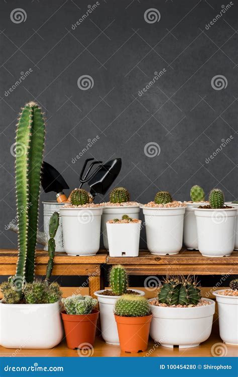 Adorable Indoor Cactus Garden Stock Photo - Image of indoor, wall ...