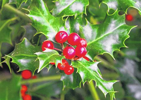 Holly And Ivy Symbolize Christmas Record Herald