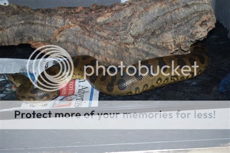 Anaconda Feeding Time | Reptile Forums