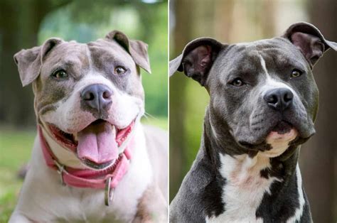 Main Differences Between The Staffordshire Bull Terrier And American