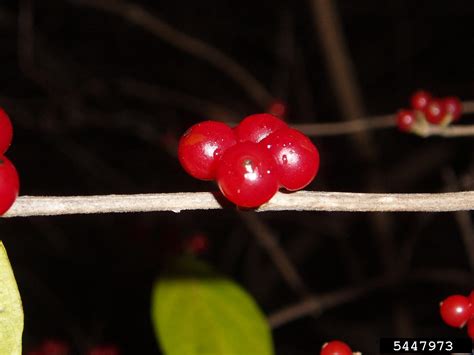 Amur Honeysuckle Lonicera Maackii Rupr Herder