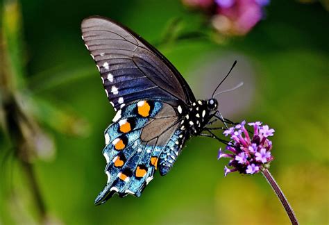 Pipevine Swallowtail Butterfly Wallpapers Wallpaper Cave