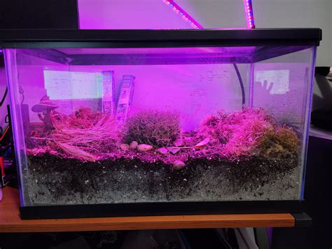 New Isopod Enthusiast Risopods