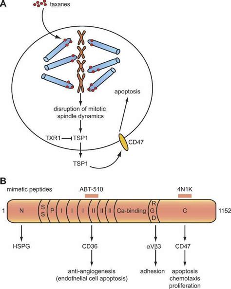 The Multiple Roles Of Thrombospondin A Thrombospondin Tsp May