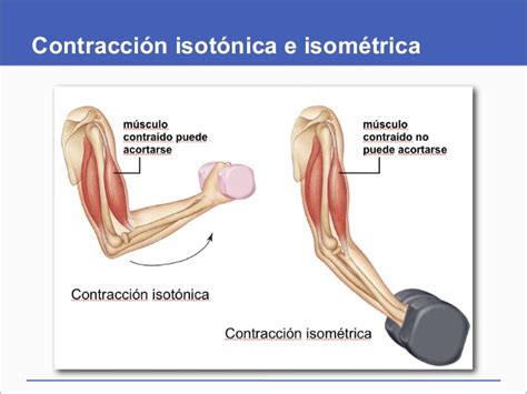 Entrenamiento Muscular Ii Quiropráctica Mar