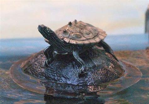 Black knobbed Map Turtle | Graptemys nigrinoda | Reptile