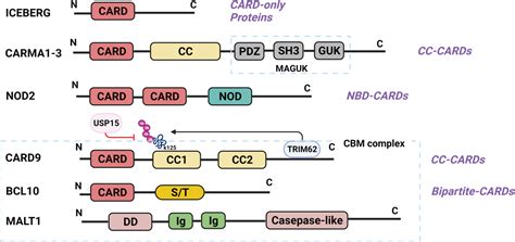 Frontiers Card9 Signaling Inflammation And Diseases