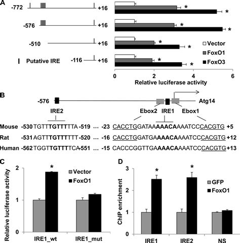 The Autophagy Related Gene Atg Is Regulated By Forkhead Box O