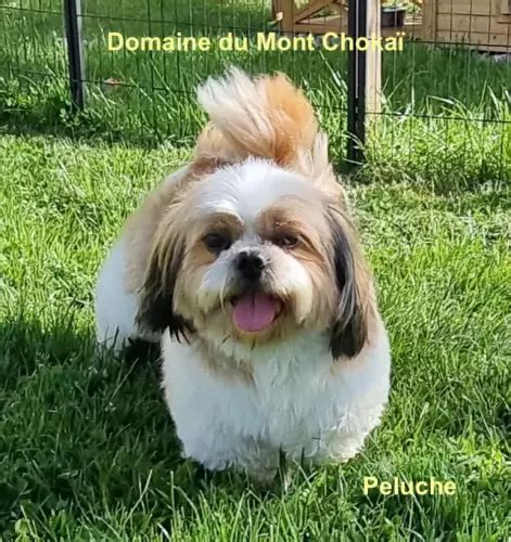 Chiots Shih Tzu La R Servation Domaine Du Mont Choka Joomil Ch