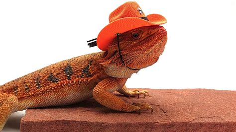 Carolina Designer Dragons Bearded Dragon Cowboy Hat Orange Carolina