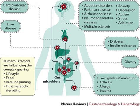 How The Right Gut Bacteria Benefits Your Health and Longevity - GoH