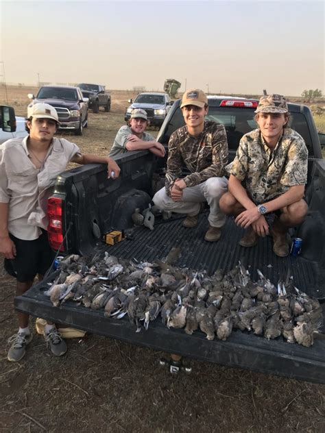 Guided Dove Hunts In West Texas West Texas Safaris