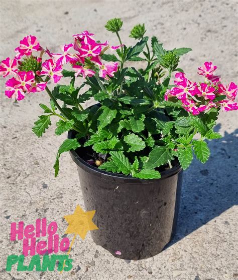 Verbena Candy Stripe Pink 6 Pot Hello Hello Plants