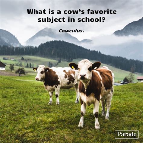 101 Funny Cow Jokes To A Moooo Se You Parade