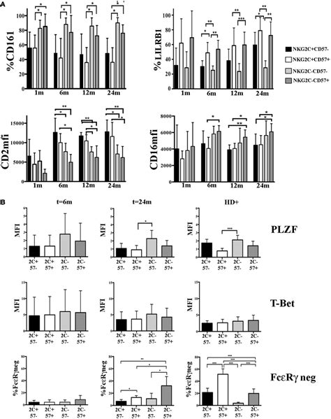 Frontiers Late Development Of Fcεrγneg Adaptive Natural Killer Cells