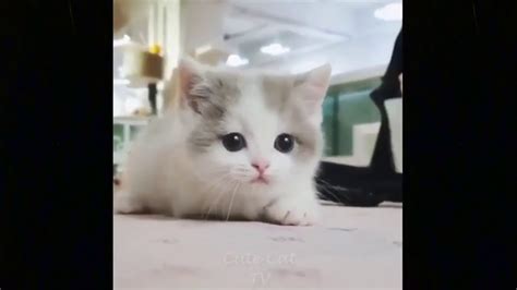 Cute Baby Cats💗video Compilation Cute Moment Of The Cats Youtube