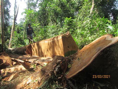 Illegal Logging In Philippines Palawan Stokes Fears Of A Mining Resurgence