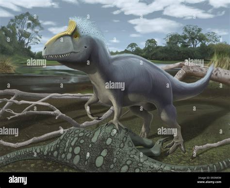 Dinosaur Cryolophosaurus Hi Res Stock Photography And Images Alamy