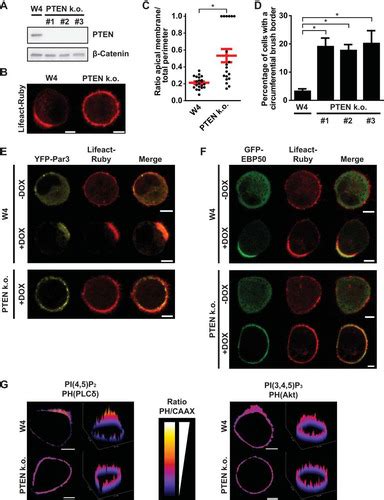 Full Article The Phosphatase PTPL1 Is Required For PTEN Mediated