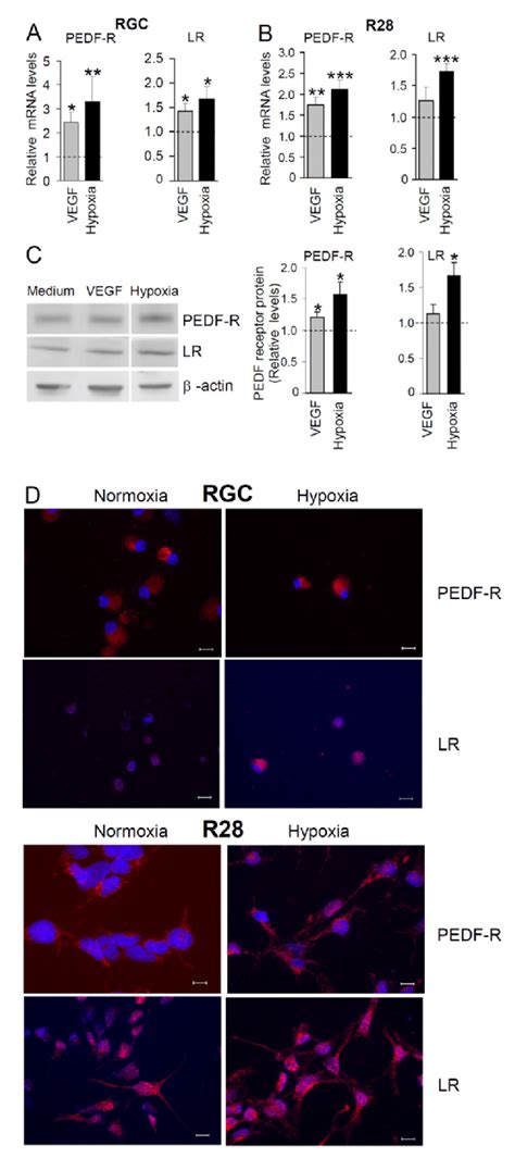 Pedf R And Lr Mrna Expression In Retinal Neuronal Cells Is Regulated By