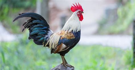 rooster lifespan  long  roosters    animals