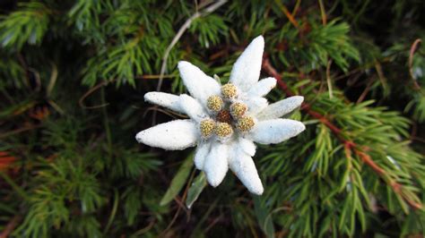 Edelweiss Flower Spiritual Meaning | Best Flower Site