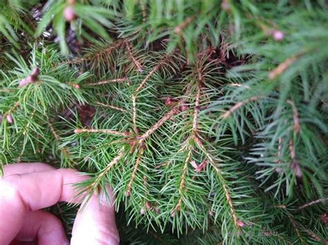 Dwarf Alberta Spruce THE GARDEN WEBSITE