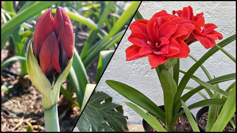 Plantas De Amarilis Doble FACIL DE HACER LIRIOS DOBLES O AZUCENAS