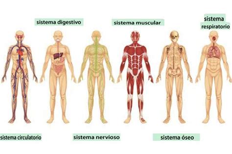 El Cuerpo Humano Los Sistemas