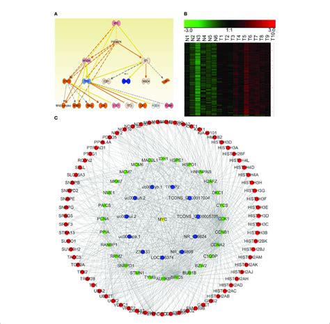 The Myc Driven Lncrna Mrna Co Expression Network Module In Npc A