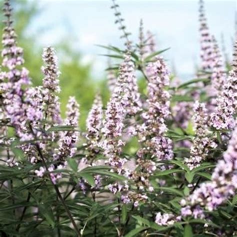 Vitex Agnus Castus Latifolia Gattilier Grandes Feuilles Aromatique