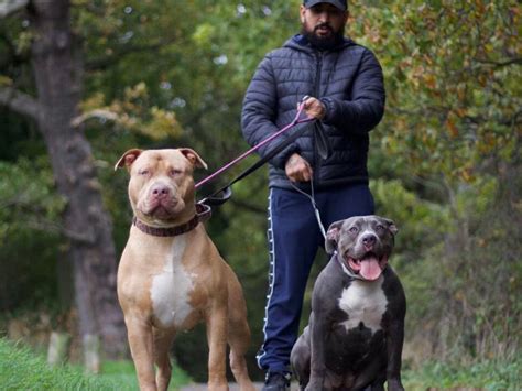 Bully XL owner whose dogs ‘stopped rape’ says breed are ‘walking weapons’ | The Independent