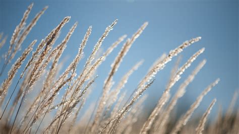 Wallpaper Sunlight Sand Sky Plants Field Branch Frost Wheat