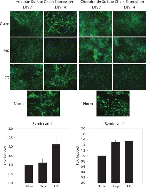 Disruption Of Heparan Sulfate Hs And Chondroitin Sulfate Cs Chains