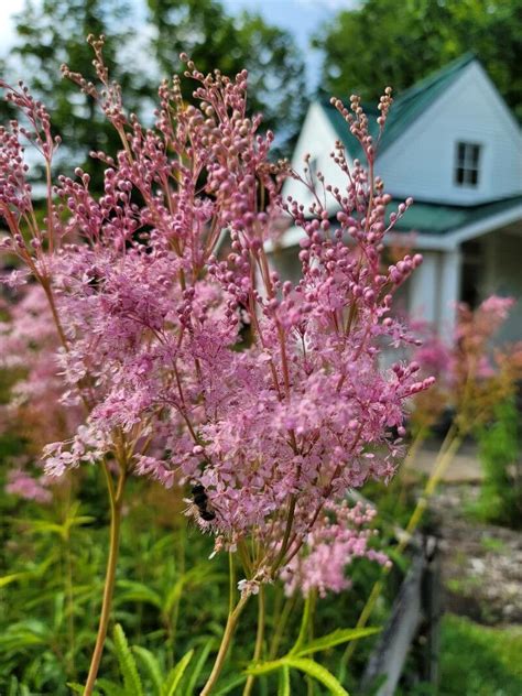 Observation Filipendula Rubra Hill B L Rob Schofield Leo Jul