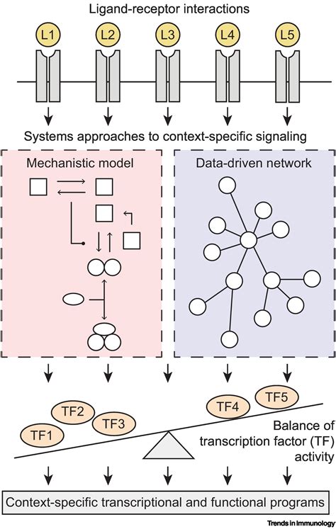 Signaling Is The Pathway To Macrophage Function Trends In Immunology