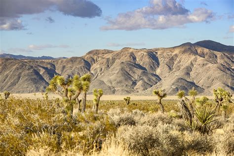 Mountain Ridges Behind The Yuccas Joshua Tree National Parks