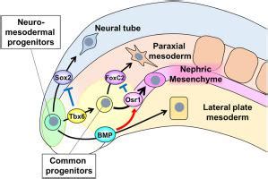 The Nephric Mesenchyme Lineage Of Intermediate Mesoderm Is Derived From