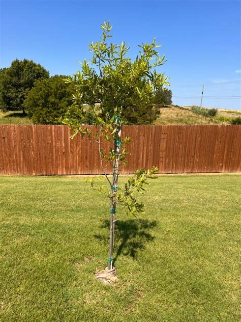 Willow Oak Trees for Sale – FastGrowingTrees.com