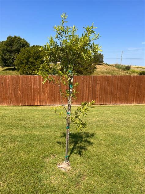 Willow Oak Trees for Sale – FastGrowingTrees.com