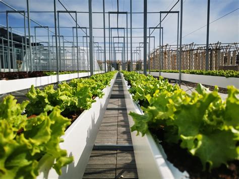 A Paris la plus grande ferme urbaine sur toit vend ses premières