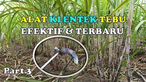 Manfaat Klentek Tebu Cara Klentek Tebu Dengan Alat Garu Tebu Lebih