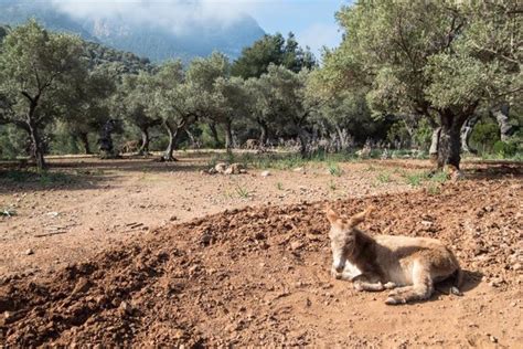 Agricultura Realiza Un Nuevo Pago De Casi Dos Millones De Euros En