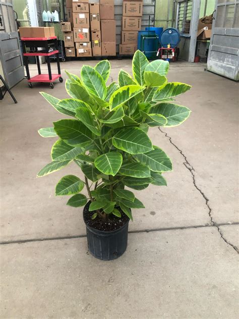 Ficus Altissima Yellow Gem Bush Tri State Foliage In House